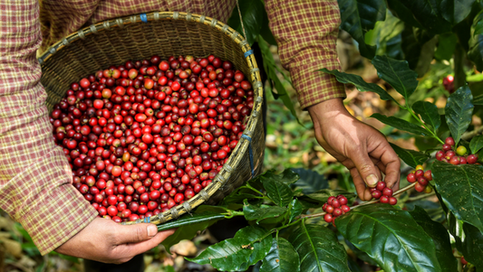 Ascent Coffee, Mold, Mycotoxins, Pesticides and Solutions