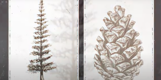 The Symbolic Connection Between DNA, Pine Cones, the Pineal Gland and Light