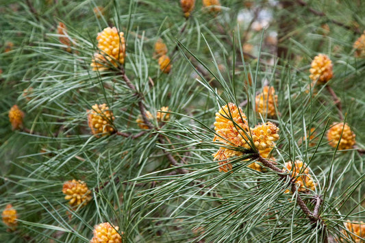Longevity Supplements – Benefits of Pine Pollen for Healthy Aging