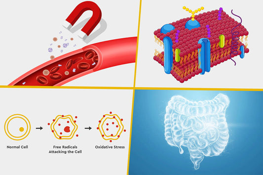 Humic and Fulvic Acid Detox – How it Works