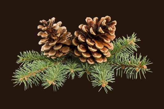 Pine Needle Tea Benefits – What is Pine Needle Tea Good For?