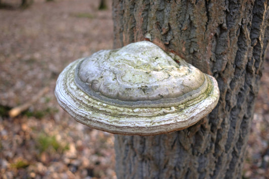 Mushrooms for Immune Health: Agarikon Mushroom Benefits