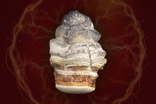 The Benefits of Agarikon Mushroom