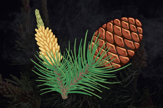 Does Pine Pollen Work? – Benefits of Pine Pollen