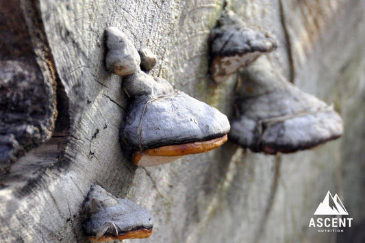 Benefits of Agarikon Mushroom for Dogs and Other Pets