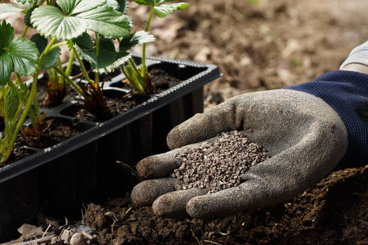 Longevity Supplements – Humic and Fulvic Acid Benefits for a Healthy Aging Process