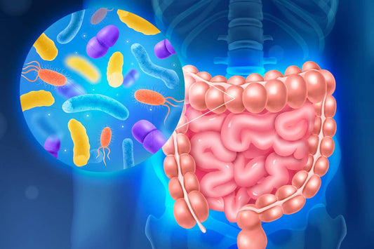Benefits of Humic and Fulvic Acid for Gut Health – Promoting a Healthy Gut Microbiome
