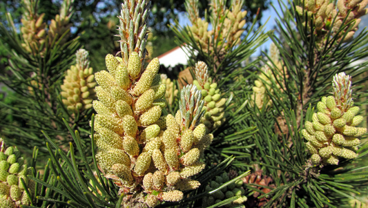 The Pine Pollen Superfood Benefits and The Unique Source