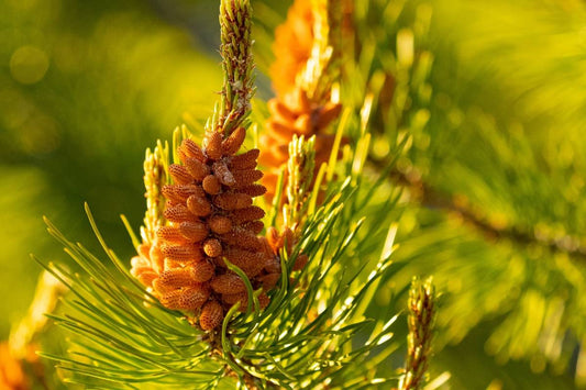 Benefits of Pine Pollen - Immune Support Supplements