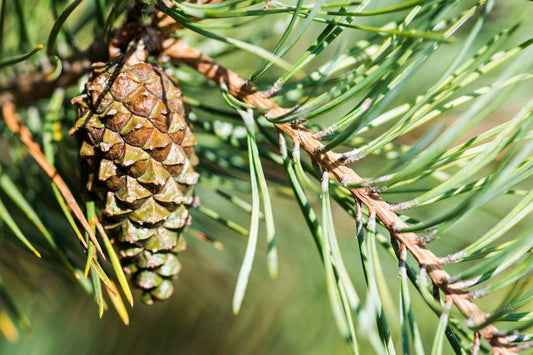 Immune Support Supplements – Pine Needle Benefits