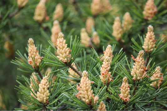 Pine Pollen Benefits for Healthy Detoxification