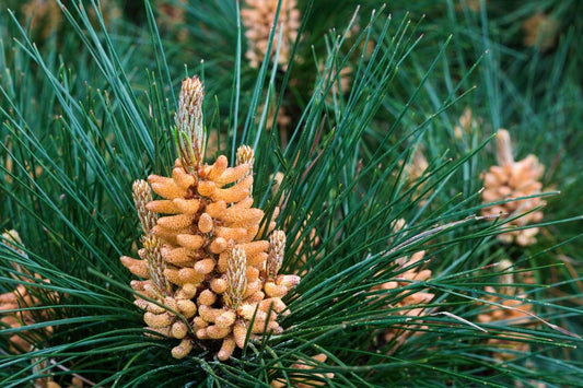 Supplement for Hormone Health – Benefits of Pine Pollen