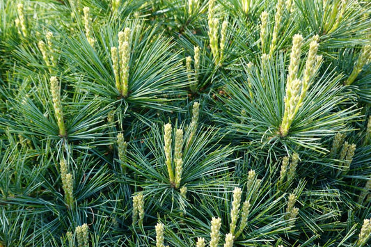 4 Amazing Pine Needle Benefits – What are Pine Needles Good For?