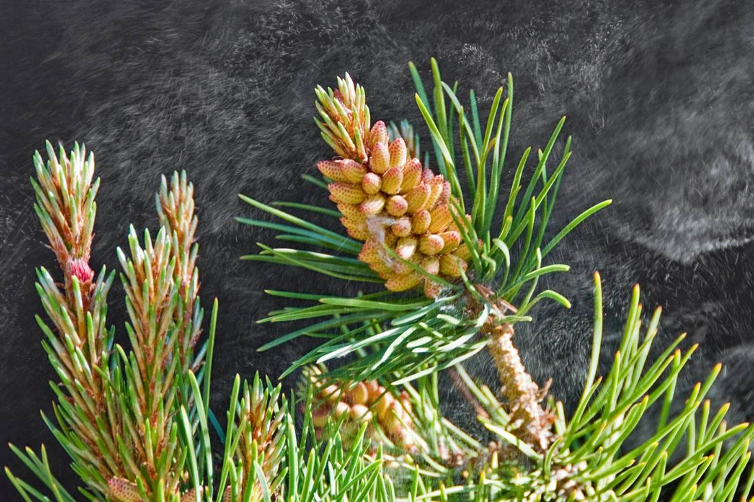 Cracked Cell Wall Pine Pollen Vs. Non-Cracked – What is the Best Pine Pollen Supplement