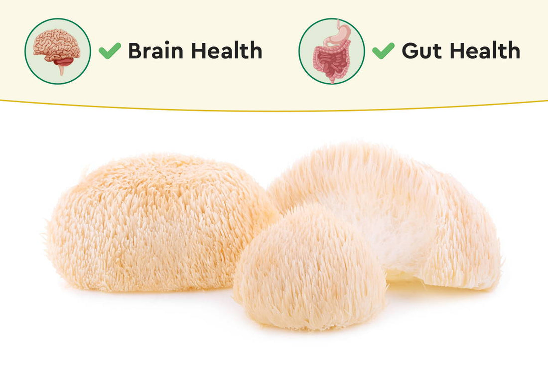 Lion's Mane Mushroom for Brain Health and Gut Health