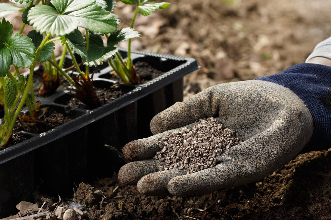Longevity Supplements – Humic and Fulvic Acid Benefits for a Healthy Aging Process