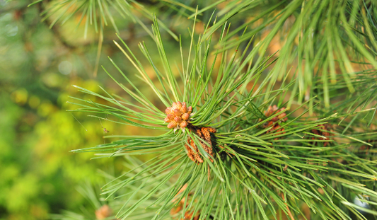 Pine Needles, Pine Needle Tea and Pine Needle Extract Benefits