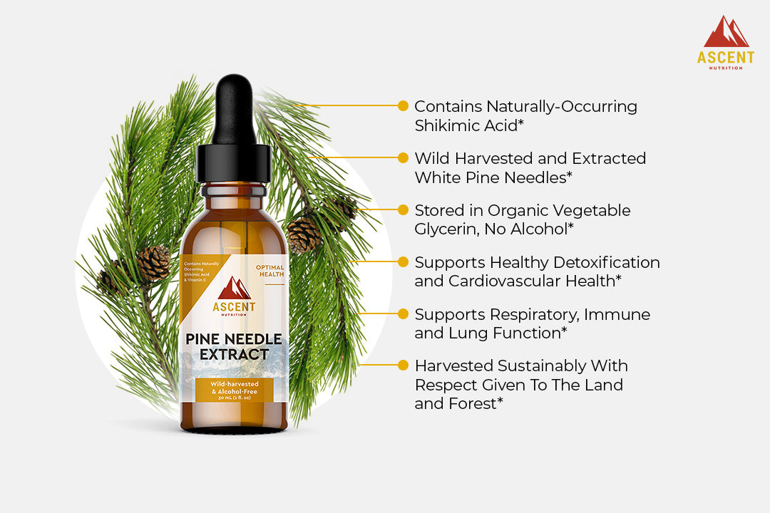Ascent Nutrition Pine Needle Extract Benefits